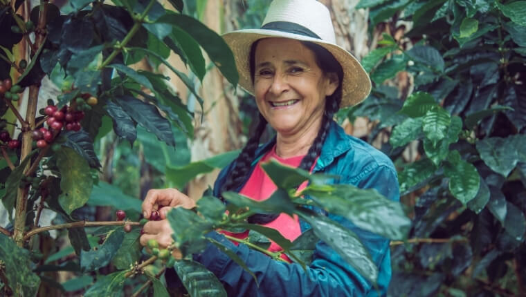 Colombian lady harvesting single-origin coffee beans 