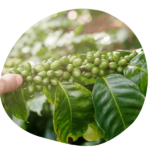 coffee beans organic FAQ