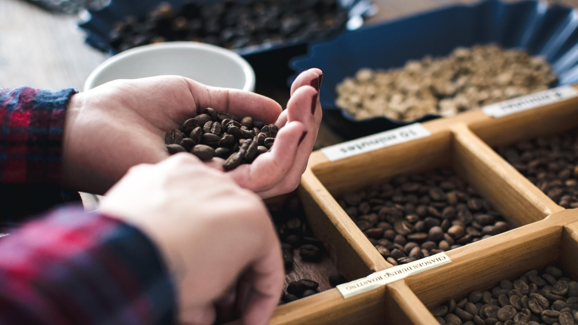 A hand holding arabica coffee beans. Different types of coffee beans are shown in the background
