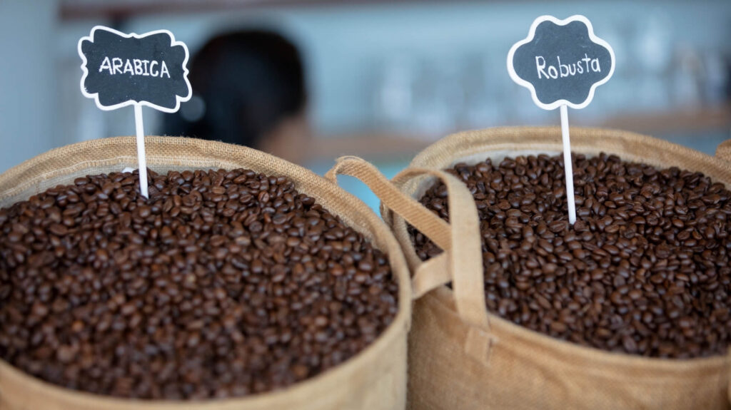 robusta vs arabica coffee beans - comparison